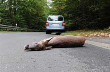 Wildunfälle sind keine Seltenheit: Rund 200'000 Autofahrer müssen ihr Auto deshalb pro Jahr in die Werkstatt bringen. Mit dem richtigen Verhalten lässt sich mancher Unfall vermeiden. Foto: HUK-Coburg